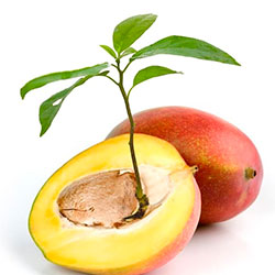 Cum să germineze mango-ul de la un os acasă
