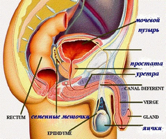 Cum este tratată prostatita cu radon