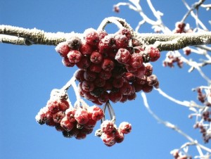 Cum să se usuce o aplicare roșu cenușă de munte de fructe de padure de munte de cenușă