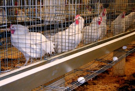 Cum să protejeze ficatul găinilor ouătoare, buletinul agroindustrial