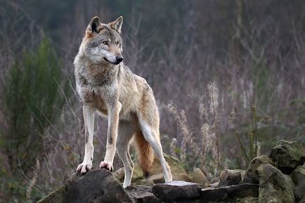 Hogyan kell viselkedni, amikor találkozott egy farkas - a legjobb nyaralás foltok