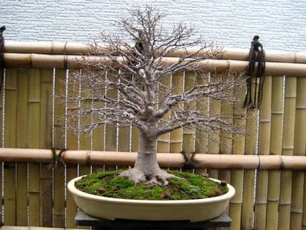 Cum să crești mușchi pentru un bonsai