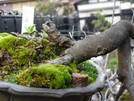 Hogyan nő moha bonsai