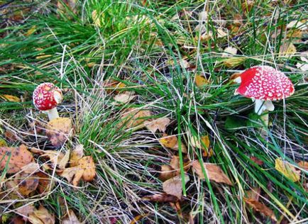 Cum să trăiești în armonie cu natura