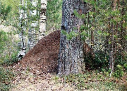 Cum să trăiești în armonie cu natura