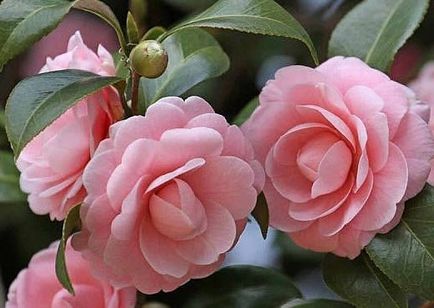 Camellia - o floare care simbolizează frumusețea