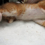 Picături de purice pentru pisici varietate, eficacitate, beneficii și rău