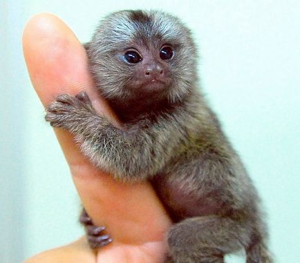 Jocul pitic - cea mai mică maimuță