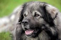 Kartskaya Shepherd (Kara kutya)