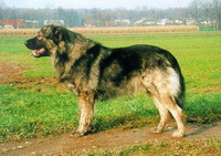 Kartskaya Shepherd (Кара куче)