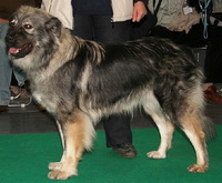 Kartskaya Shepherd (Kara kutya)