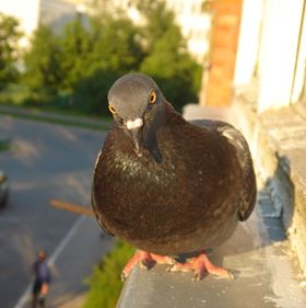 De ce porumbeii stau pe fereastra în afara ferestrei interpretarea semnului