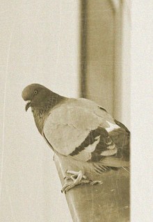 Mi galamb ült az ablakpárkányon (mi egy galamb ült az ablakpárkányon) Mi galamb ült az ablakpárkányon