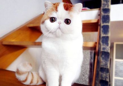 Китайська кішка з піднятою лапою на фото, чи хуа махає лапою і з великими очима яке у неї