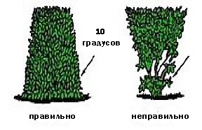 Cotoneaster брилянтен - жив плет, снимка в градината и методите за образуване