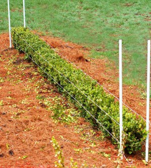 Cotoneaster strălucitor - gard viu, fotografie în grădină și metode de formare