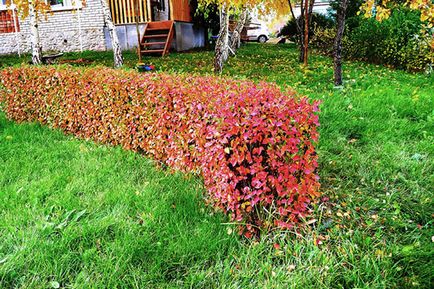 Cotoneaster ragyogó sövény ültetése rendszer, ellátás, videó