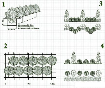 Cotoneaster gardul strălucitor, schema de aterizare, îngrijire, video