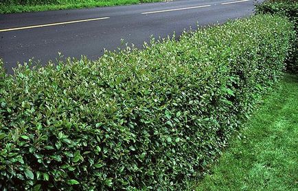 Cotoneaster gardul strălucitor, schema de aterizare, îngrijire, video