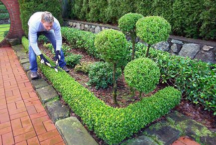 Cotoneaster ragyogó sövény ültetése rendszer, ellátás, videó