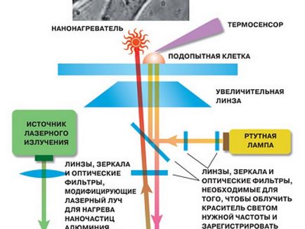 Клітинний термометр, наука і життя