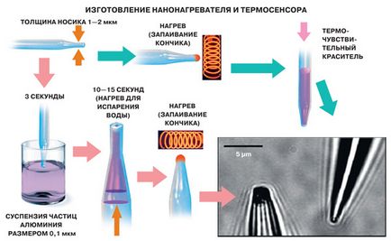 Клітинний термометр, наука і життя