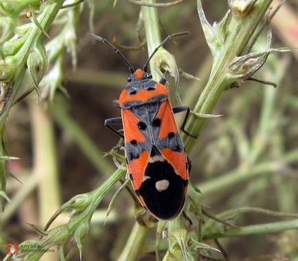 Bedbug landsmen felnyergelte, bogarak kártevők színek csali hibákat a kertben St. Petersburg