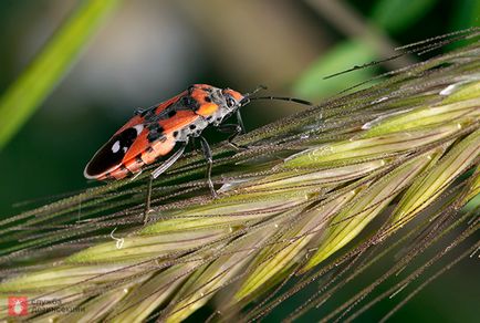Bedbug a aterizat șa, bug-uri dăunătoare flori, bug-uri bug-uri în grădina din Sankt Petersburg