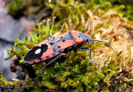 Bedbug a aterizat șa, bug-uri dăunătoare flori, bug-uri bug-uri în grădina din Sankt Petersburg