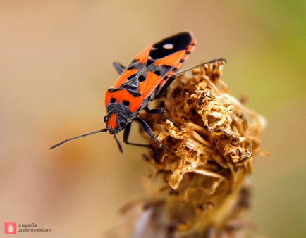 Bedbug a aterizat șa, bug-uri dăunători flori, bug-uri bug-uri în grădina din Sankt Petersburg