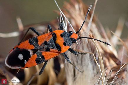 Bedbug a aterizat șa, bug-uri dăunătoare flori, bug-uri bug-uri în grădina din Sankt Petersburg