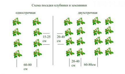 Полуниця Кімберлі опис сорту, гідності, фото, відгуки, відео, рекомендації по догляду