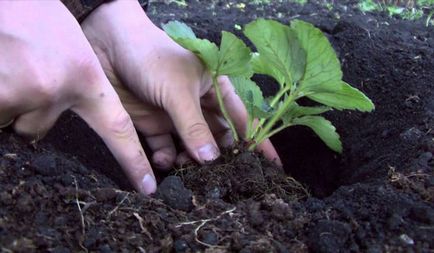 Полуниця - Кімберлі опис сорту і агротехніка вирощування