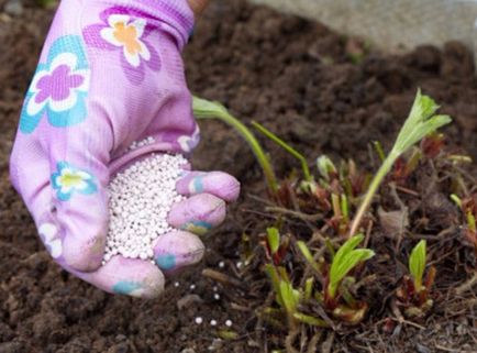 Descrierea varietății de căpșuni - kimberley și tehnica de cultivare