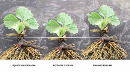 Descrierea varietății de căpșuni - kimberley și tehnica de cultivare