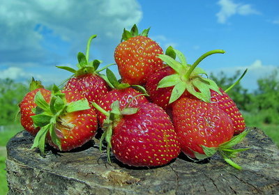 Căpșuni proprietăți utile și contraindicații