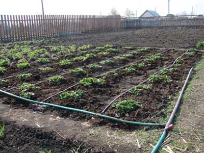 Capsune - vima descriere kimberly cu fotografie, caracteristică de gradina de căpșuni, plantare și de îngrijire,