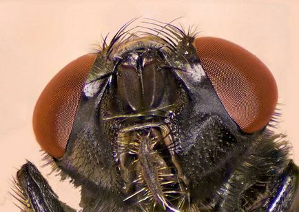 Fluture acoperiș (musca domestica), ce loc ocupă zbura în regnul animal