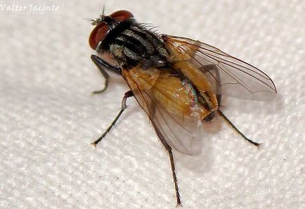 Fluture acoperiș (musca domestica), ce loc ocupă zbura în regnul animal