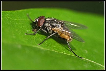 Кімнатна муха (musca domestica) фото муха, яке місце займає муха в царстві тварин будова