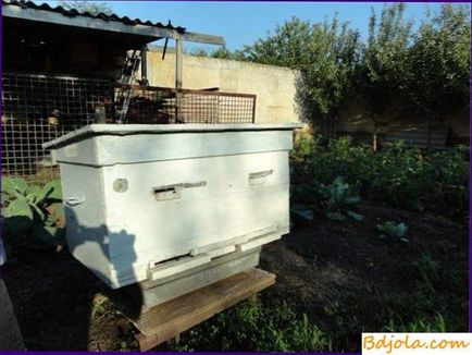 Stăpânul de control în apicultura, în apicultura din sărbătoare