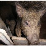 Корейські свині, характеристика свиней породи кишенькові та естонська порода свиней