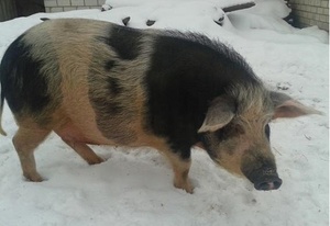 Корейські свині, характеристика свиней породи кишенькові та естонська порода свиней