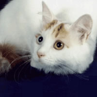 Enciclopedia de lipici de pisică - pisică turcă