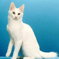 Cat enciklopédia Cleo - Török macska