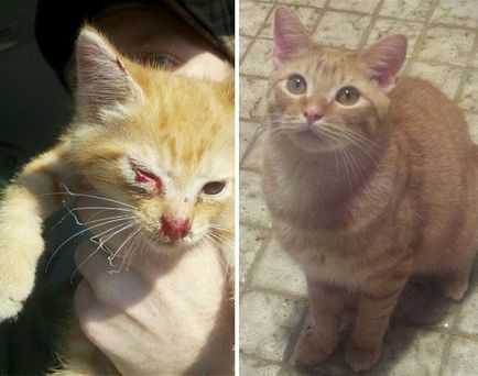 Кішки, до і після того, як їх спіймали на вулиці