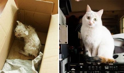 Pisici, înainte și după ce au fost luați de pe stradă