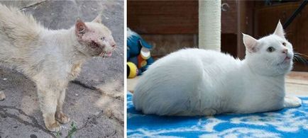 Кішки, до і після того, як їх спіймали на вулиці