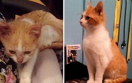 Pisici, înainte și după ce au fost luați de pe stradă