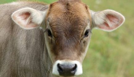 Костромська порода корів фото, опис, характеристика